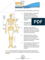 Functions and Importance of the Skeletal System