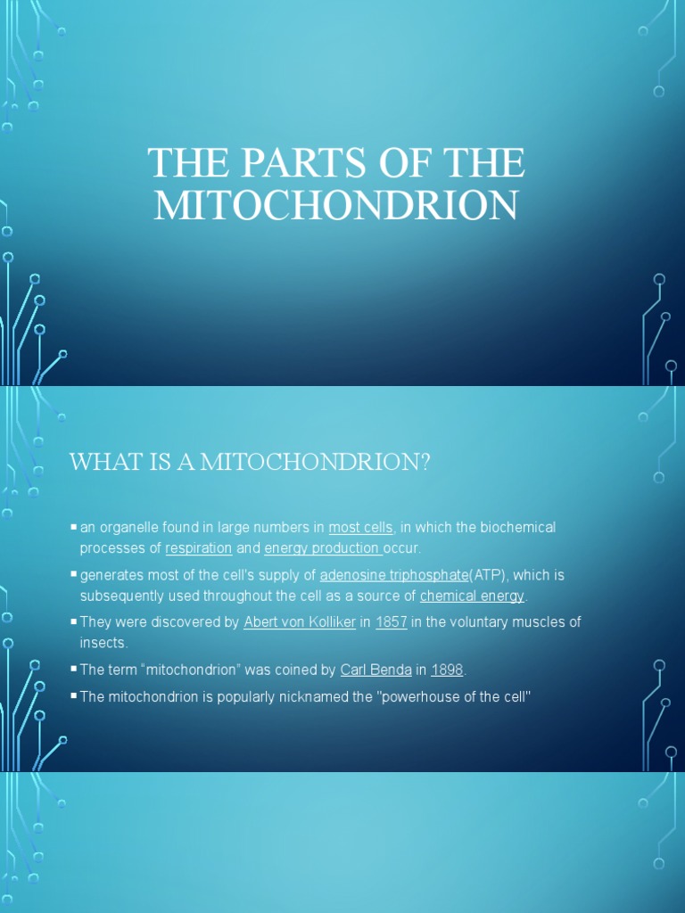 Parts and Functions of Mitochondria | PDF | Mitochondrion | Adenosine ...