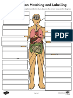 Human Body Chart Labelling Activity