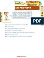 Reino Protista para Quinto Grado de Primaria