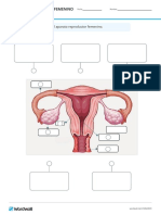 Sistema Reproductor Femenino Gira La Rueda para Ver Que Elemento Aparece A Continuaci&#243 N