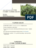 Production Technology For Cumbu Napier Grass