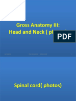 Head & Neck Anatomy Photos