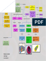 Mapa Conceptual de La Célula - Liabeliz Vergara