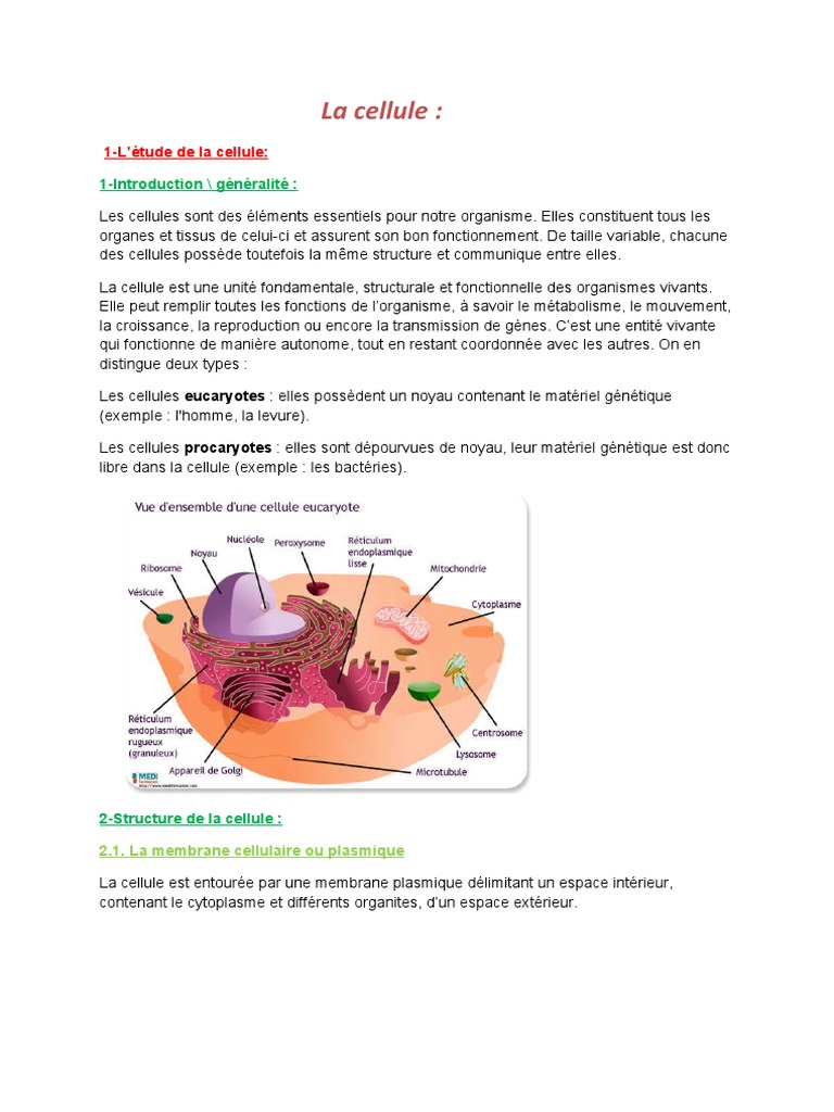 Structure et Fonction de la Cellule | PDF | Épithélium | Chromosome