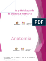 Anatomía y Fisiología de La Glándula Mamaria