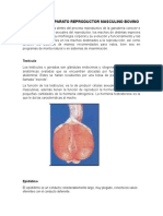 Anatomia Del Aparato Reproductor Masculino Bovino