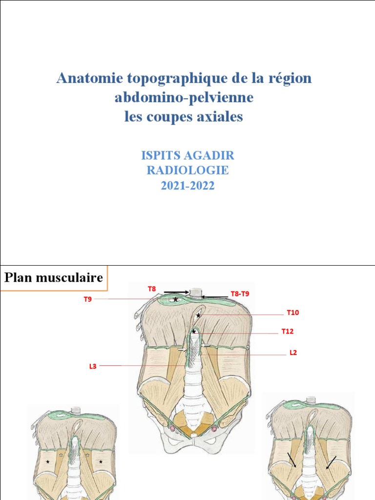 anatomie-de-la-r-gion-abdomino-pelvienne-pdf-p-ritoine-rate