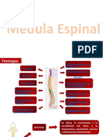 Medula Espinal