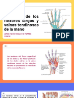 Tendones de Los Flexores Largos y Vainas Tendinosas de La Mano