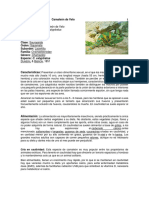 Camaleón de Parson: Datos y características de esta especie endémica de Madagascar