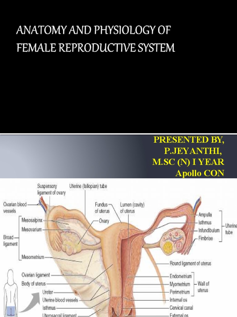 WHAT IS THE ANATOMY AND PHYSIOLOGY OF FEMALE REPRODUCTIVE SYSTEM ...