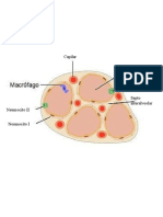 Pulmones