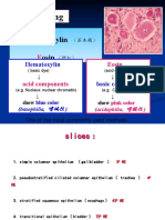 02 Epithelium