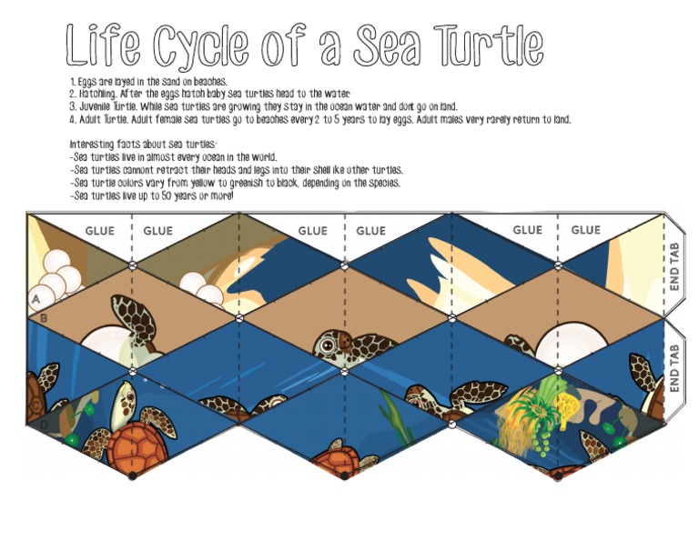 sea+turtle | PDF