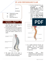 Anatomy and Physiology Lab: Spinal Cord and Nerves