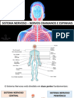 Aula 4 - Sistema Nervoso Central