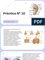 Práctica #10 Embriología