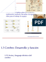 1.3.5 Axón y Lenguaje Eléctrico