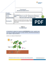 Fotosíntesis: Requisitos y procesos de la producción de azúcar