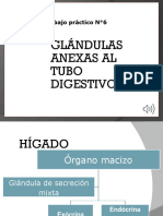 Glándulas Anexas Al Tubo Digestivo: Trabajo Práctico N°6