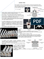 Anato osteo miembro pélvico y torácico