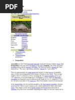 Download Armadillo Meerkat Narwhal by ganeshthangame3324 SN59264686 doc pdf