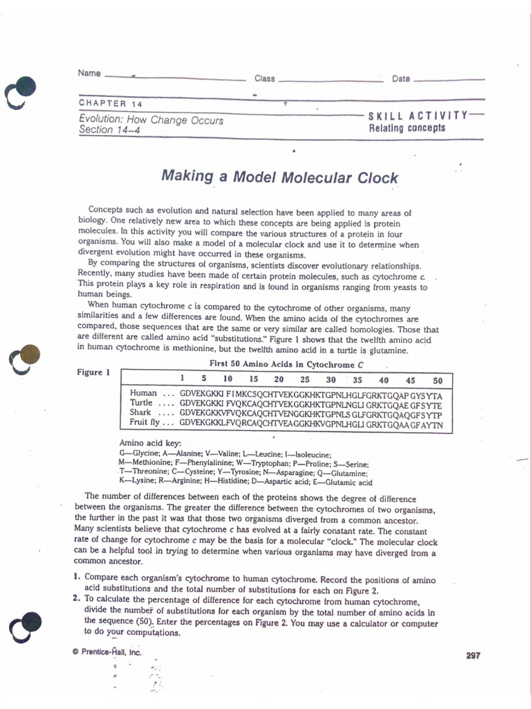 100 Making A Model Molecular Clock PDF