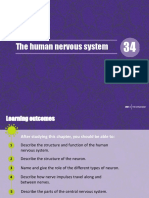 The Nervous System ALL