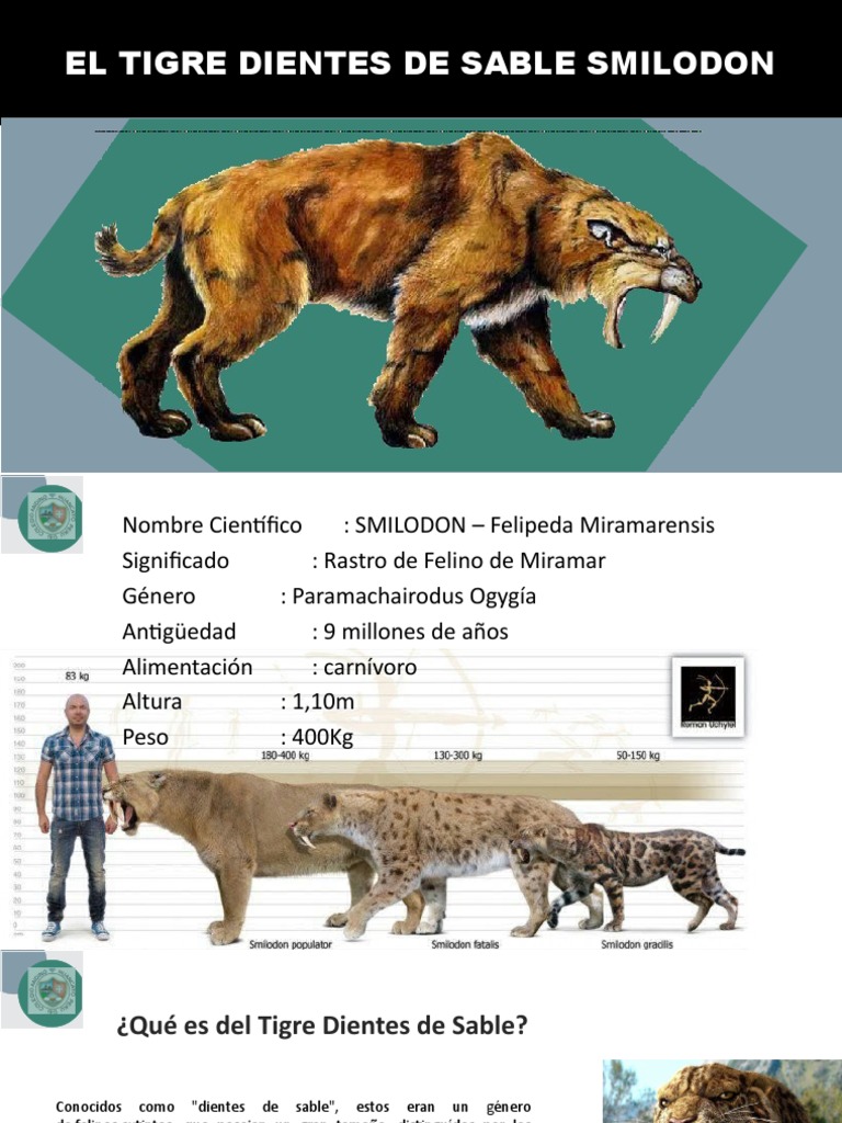 Tamaño y características del tigre dientes de sable | PDF | Ciencias ...