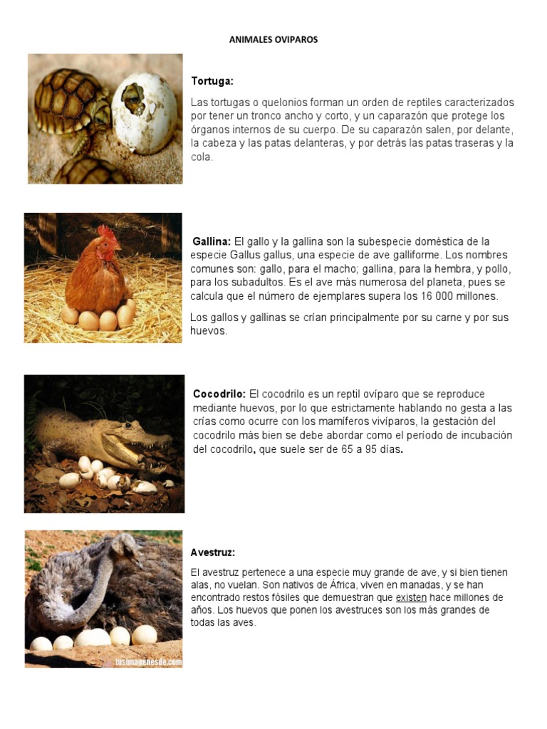 Animales Oviparos, Viviparos y Ovoviviparos PDF Pollo Vacas