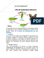 Cómo Nacen Las Mariposas