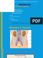 Sistema Urinario