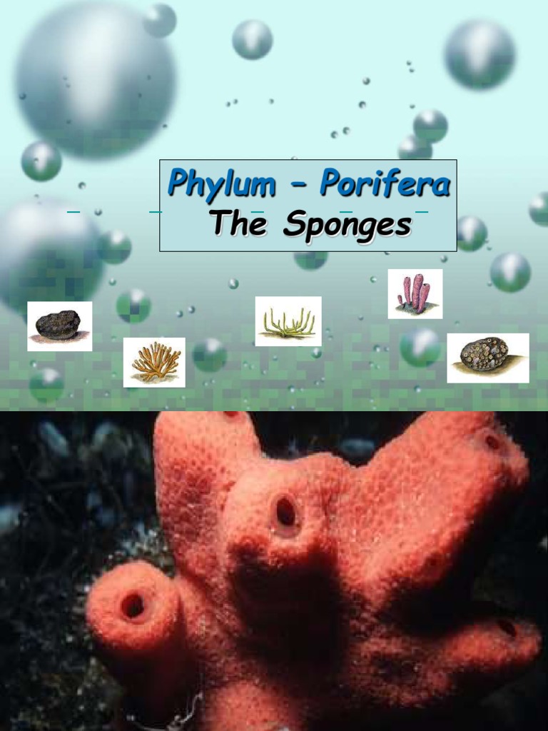 2 Phylum Porifera PDF Sponge Reproduction