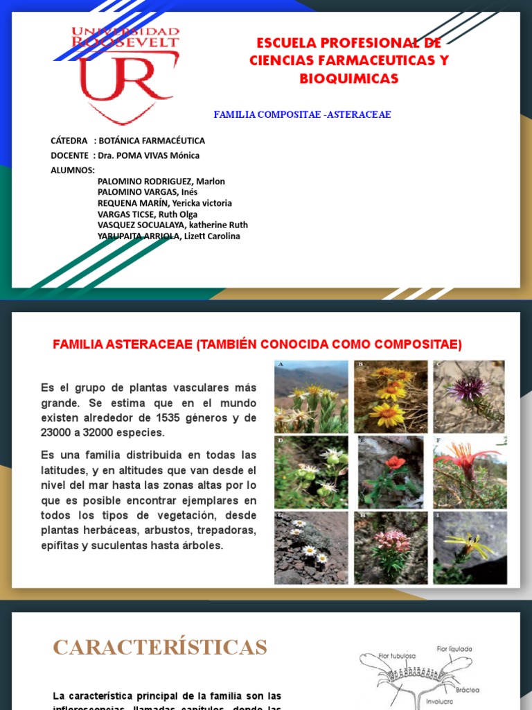 Familia Compositae Asteracea Pdf Botánica Plantas