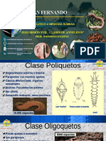 CLASIFICACION DE LOS ANNELIDOS PP 29972 0