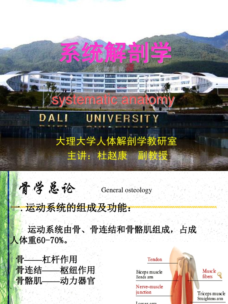 Systematic Anatomy | PDF