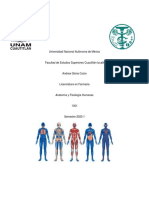 Previo#1 - Anatomía y Fisiologia