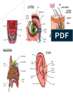 Cinco Sentidos y Sus Partes