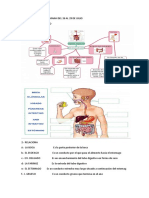 TALLER #2 de DECIMO A. Digestivo