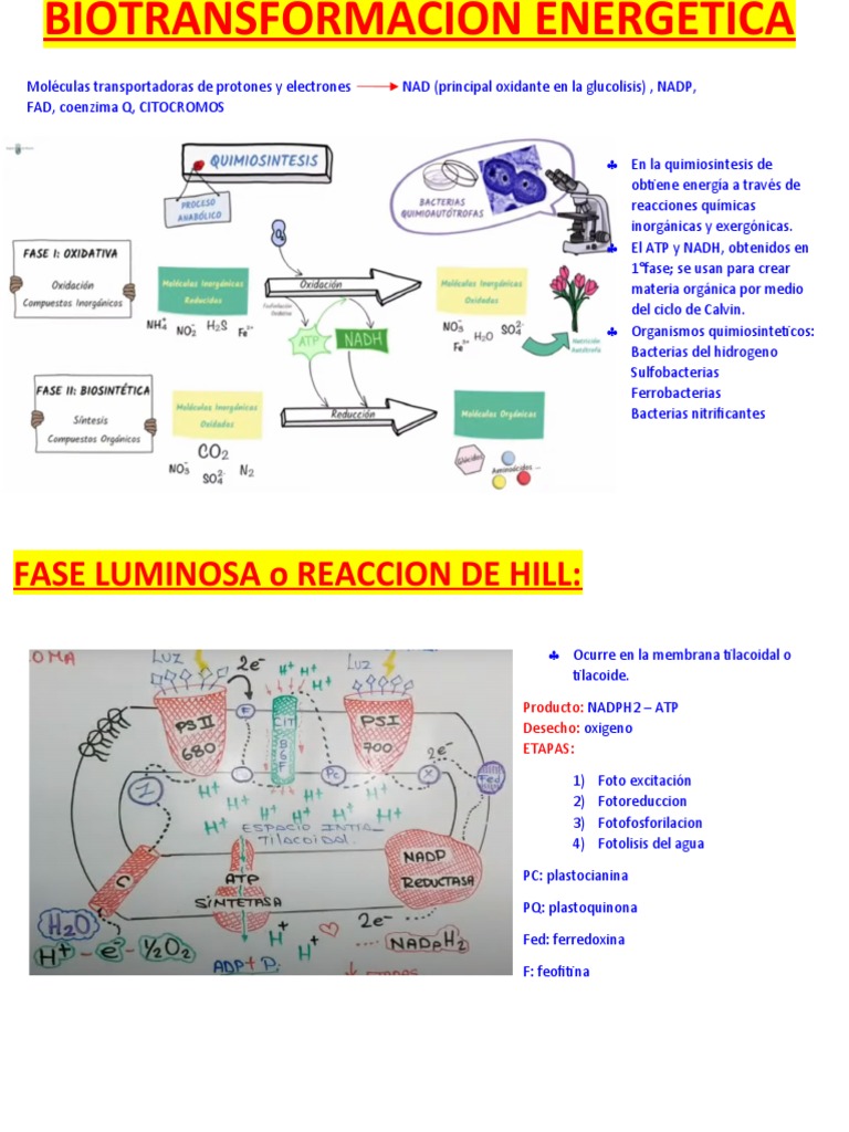 Biotransformacion de Energia | PDF | Metabolismo | Ciencias fisicas