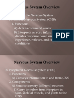 Nervous System Overview: CNS, PNS, Protection