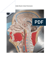 Cavidade Nasal e Seios Paranasais