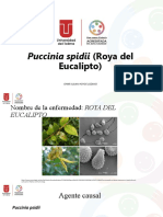 Roya del Eucalipto: Puccinia spidii, agente causal y síntomas