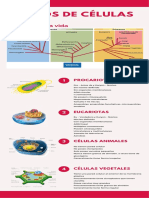 S3 INFOGRAFÍA - Tipos de Células