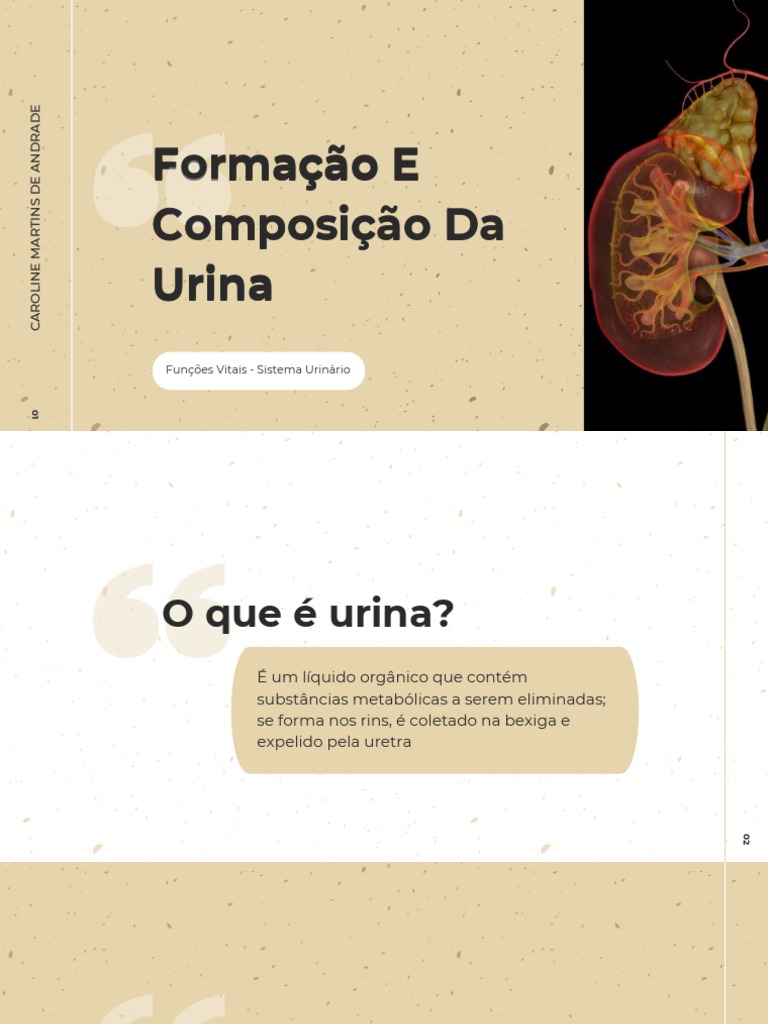 Formação e Composição da Urina | PDF | Sistema urinário | Rim