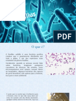 Microrganismo Bacillus