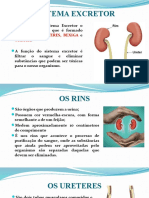 Sistema Excretor 1