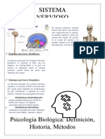 Sistema Nervioso Periférico y Central