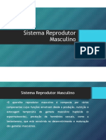 Aula-Sistema Reprodutor Masculino PDF